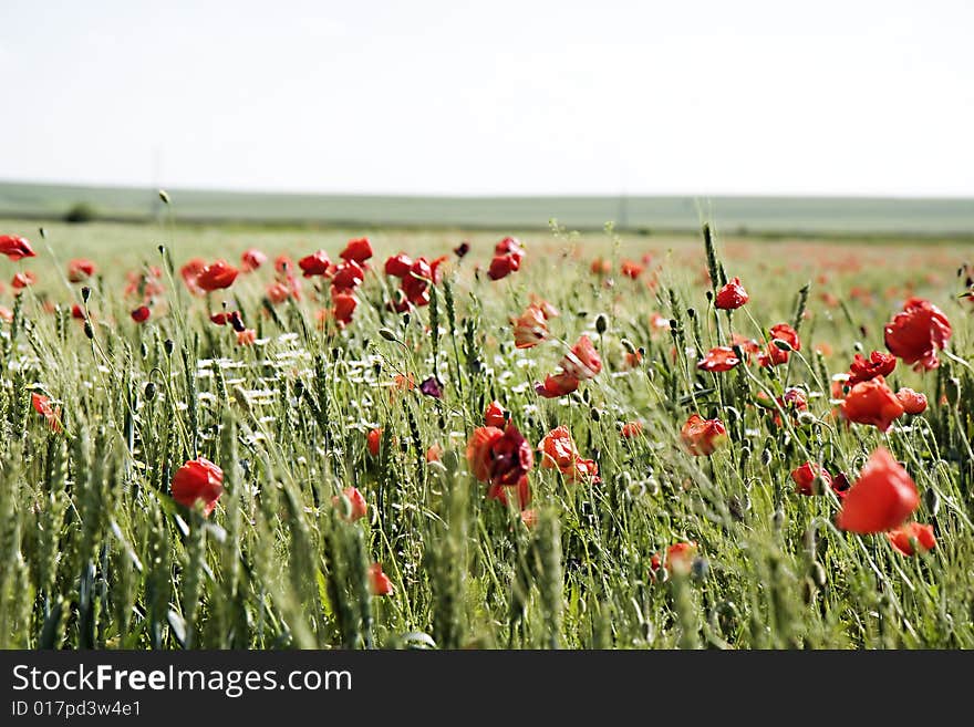 Wheat field with lots of poppies