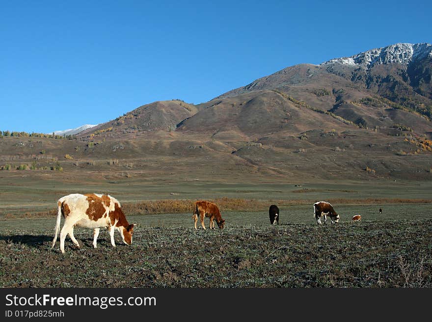 The alpine farm land in Hemu, Xinjiang, China. The alpine farm land in Hemu, Xinjiang, China.