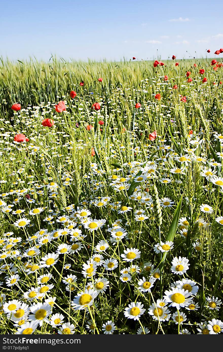 Field Of Wheat With Lots Of White And Red Fl