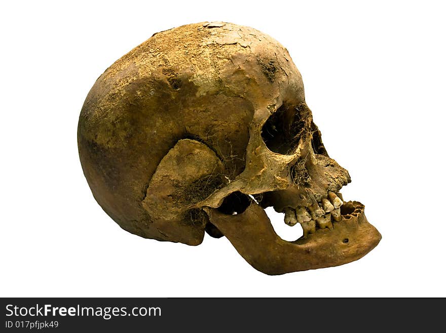 Human Skull