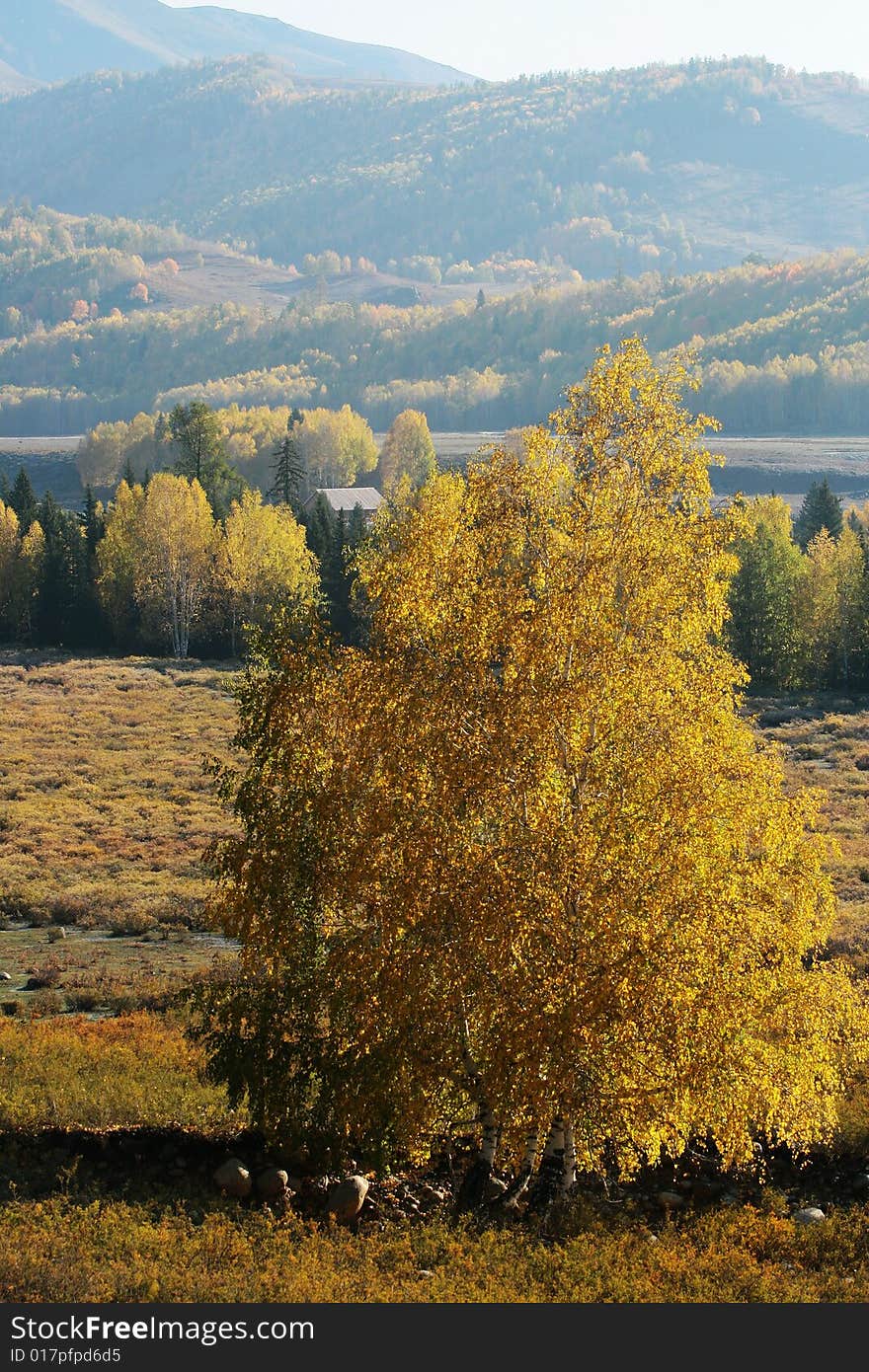 The moring of a small vialage, wood house with forest, silver birch with autumn color. Taken from Xinjiang, China. The moring of a small vialage, wood house with forest, silver birch with autumn color. Taken from Xinjiang, China