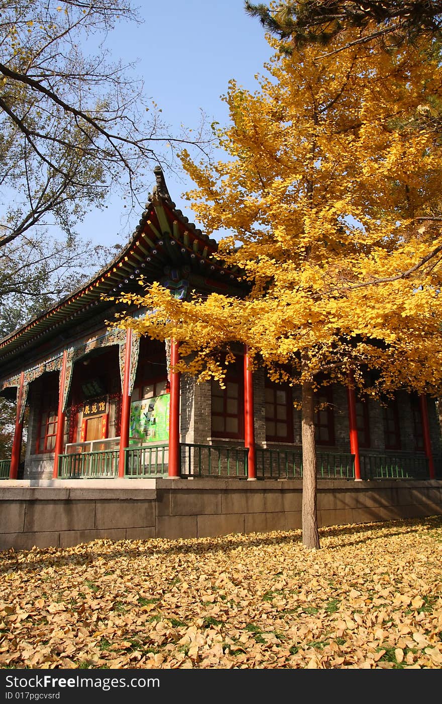 This photo is taken in Jinci Temple of Shan Xi province. The leaves of ginkgo tree alongside of the old house turn to be yellow in autumn. This photo is taken in Jinci Temple of Shan Xi province. The leaves of ginkgo tree alongside of the old house turn to be yellow in autumn.