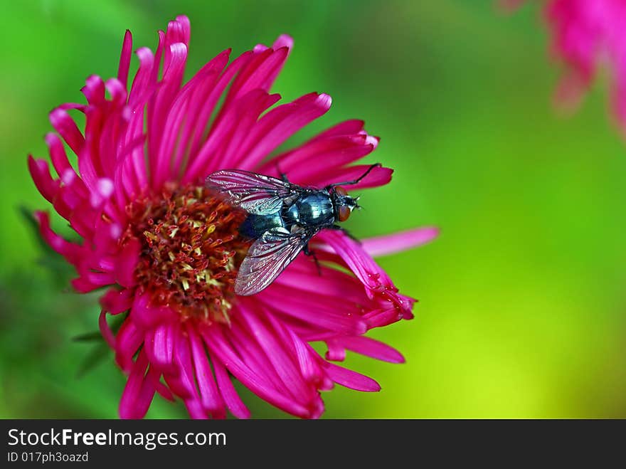 A fly sitting on a purple blossom. A fly sitting on a purple blossom