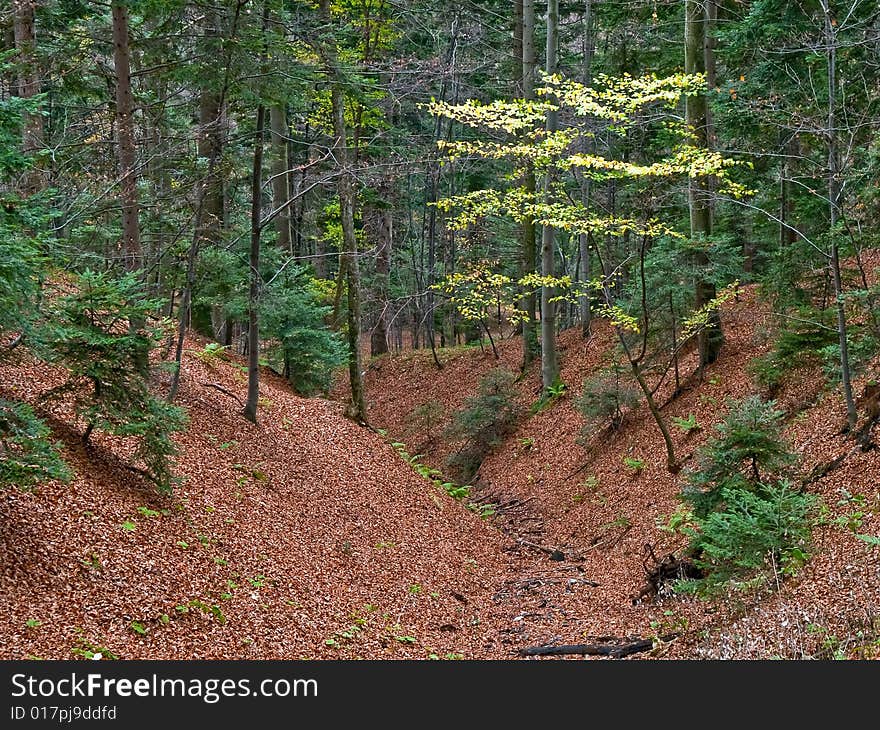 Autumn woods with dry water channel making curve. Autumn woods with dry water channel making curve