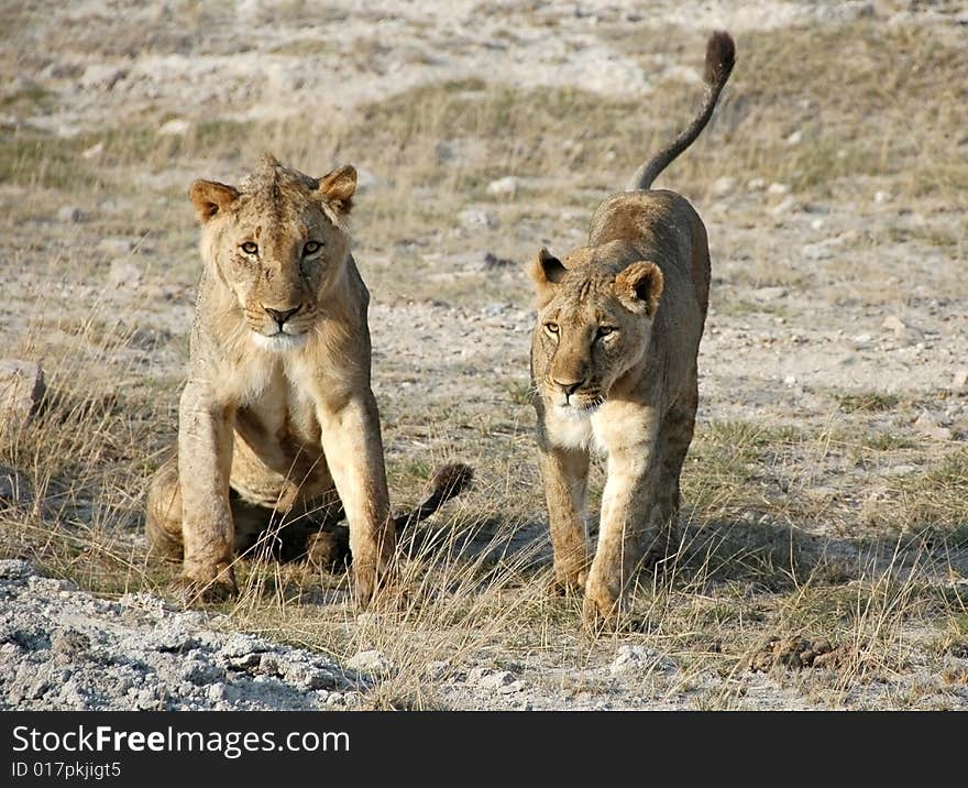 A pair of lions in Amboseli National Park, Kenya