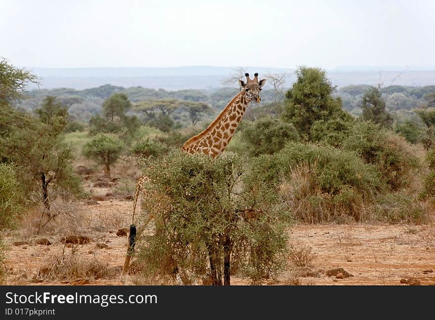 A giraffe in the Amboseli National Park, Kenya