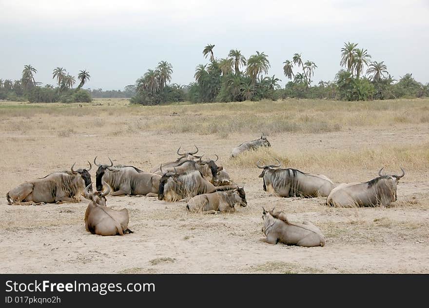 Wildebeest in Amboseli National Park, Kenya