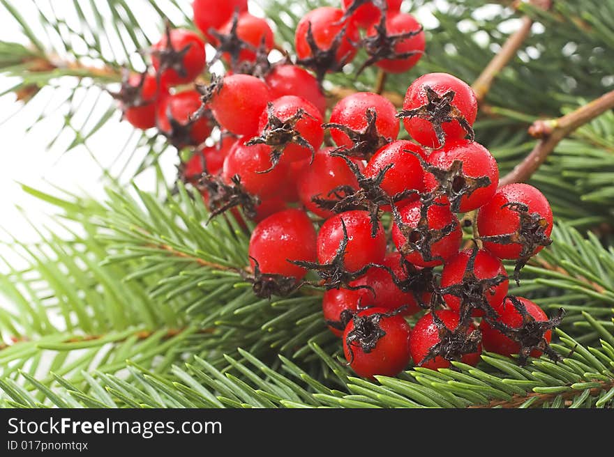 Pine cone and hawthorn fruits isolated on white. Pine cone and hawthorn fruits isolated on white.