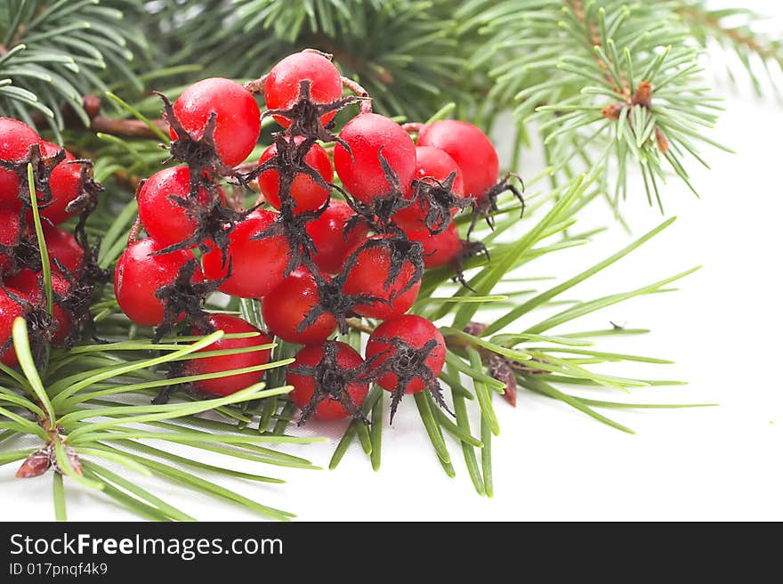 Christmas background made with green branches of pines and red winter fruits