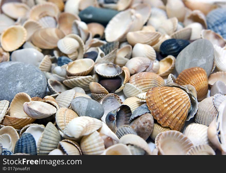 Lots Of Shells