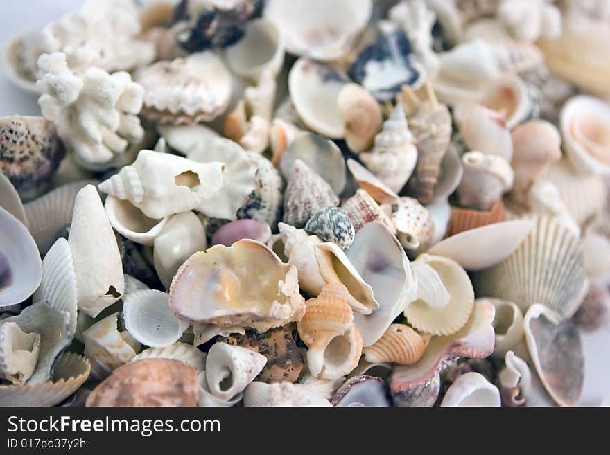 Lots of shells