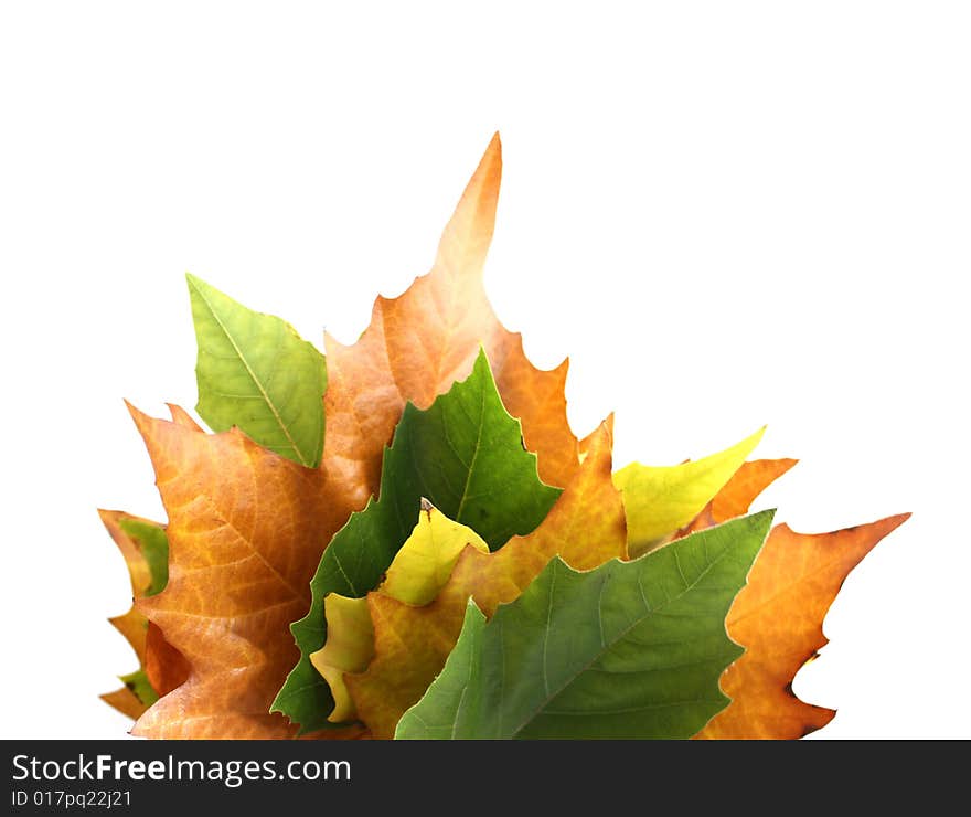 Maple leaves on an isolated background