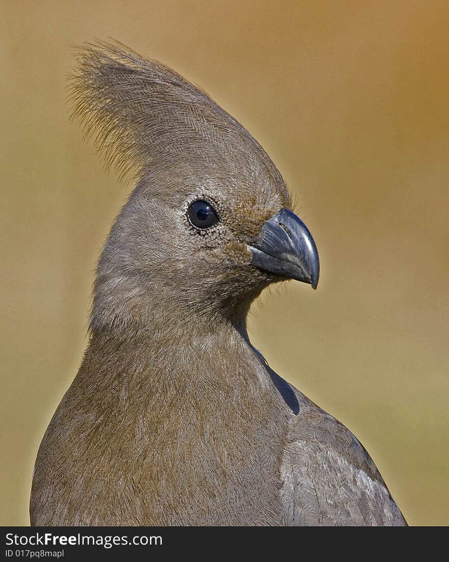 Named after the sound it makes it is very common in South Africa. Named after the sound it makes it is very common in South Africa