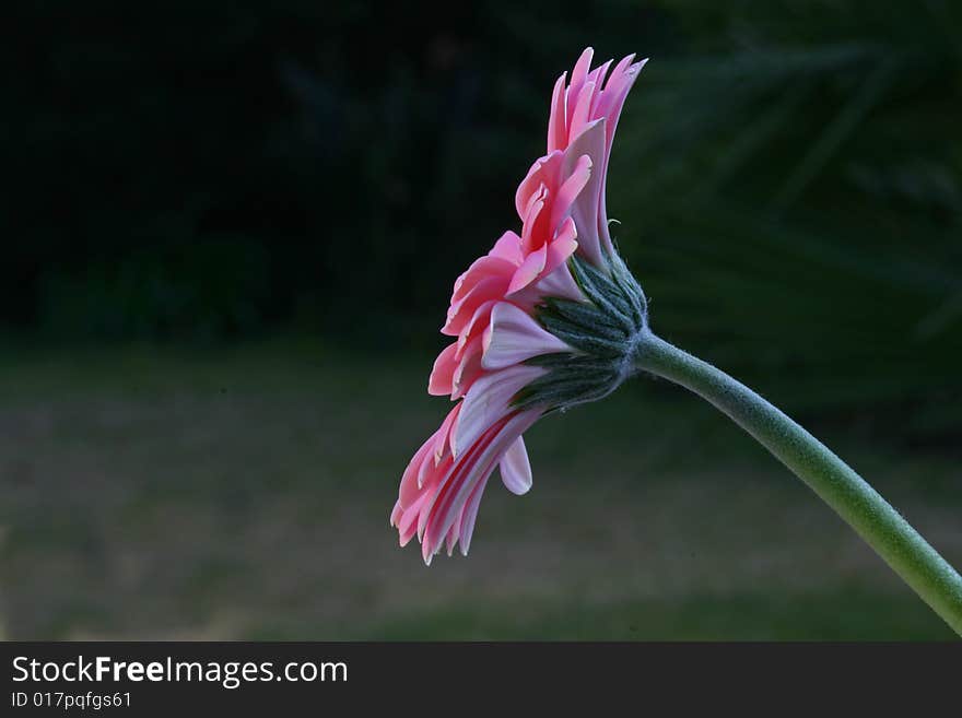 Pink Gerbera