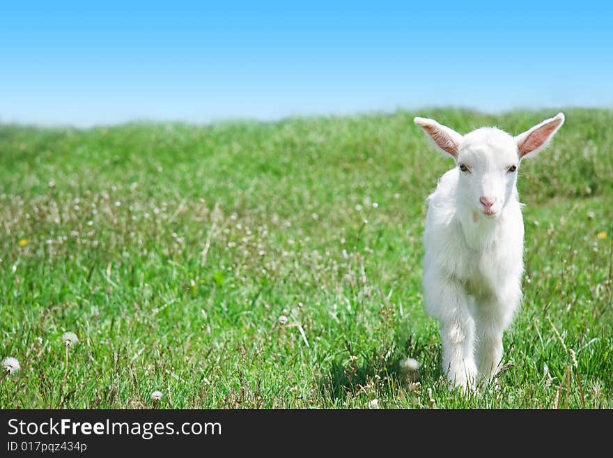 Kid goat on the pasture