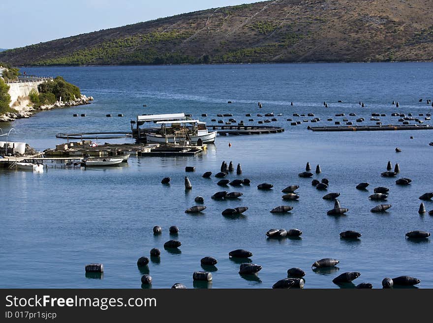 Mussels fishing bay