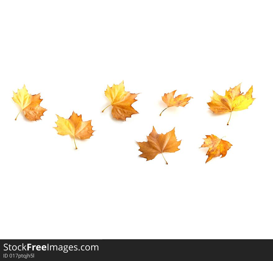 Yellow isolated maple leaves on a white background