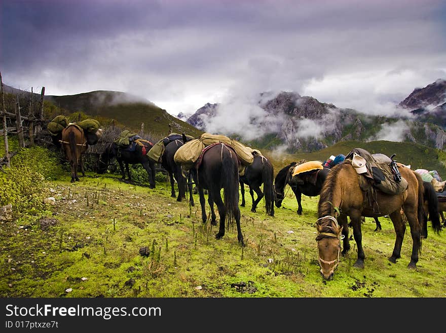 Horse and grassland