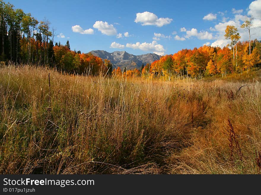 Fall shot of trees in the autumn showing  bright fall colors. Fall shot of trees in the autumn showing  bright fall colors