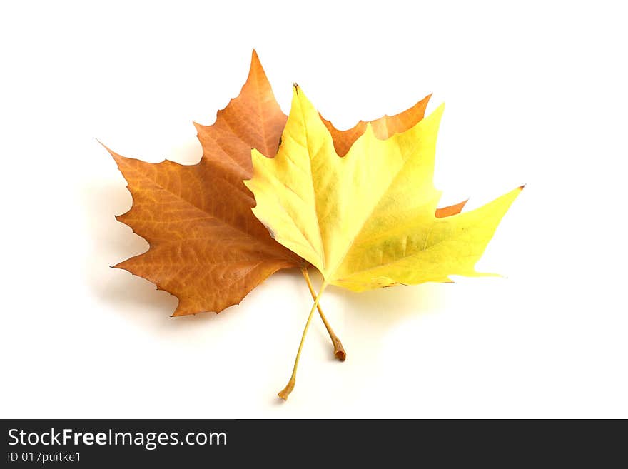 Yellow isolated maple leaves on a white background