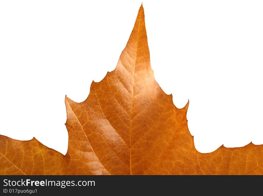 Yellow isolated maple leaves on a white background