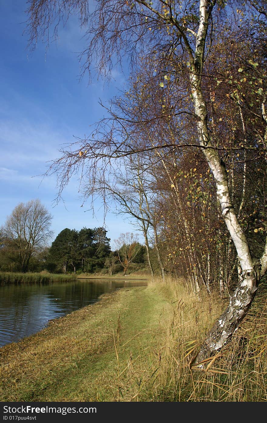 Birch alongside a canal