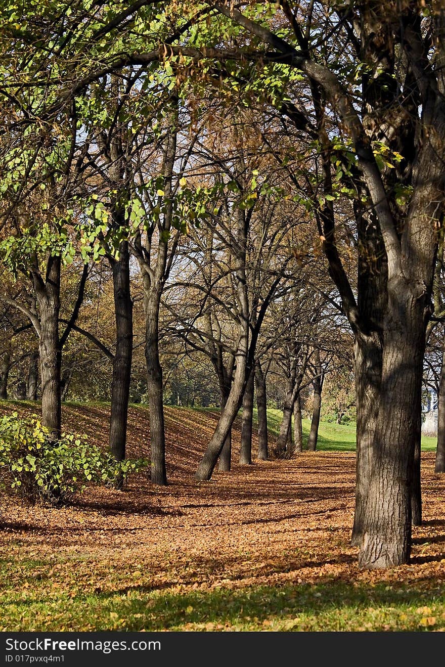 View on autumn park in the city