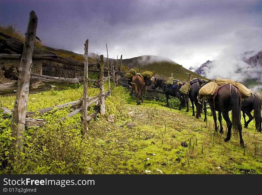 Horse and grassland