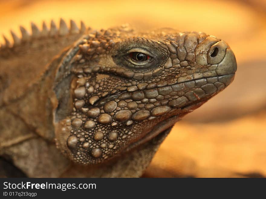 Closeup of head of iguana