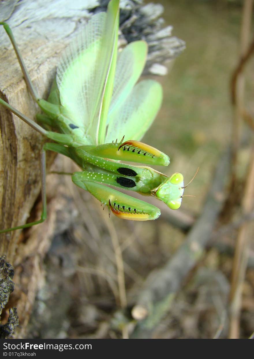 Mantis in the defensive posture on the ground of their habitat