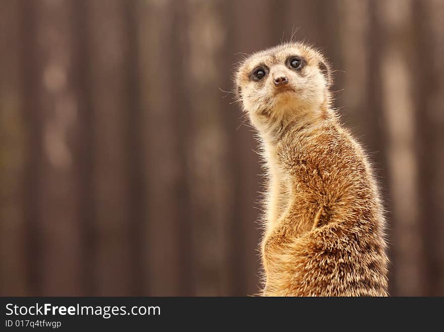 Surprised cute meerkat (Suricata suricatta). Surprised cute meerkat (Suricata suricatta)