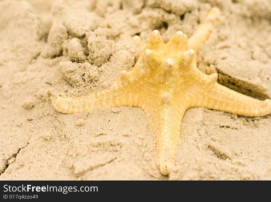 Starfish on sand