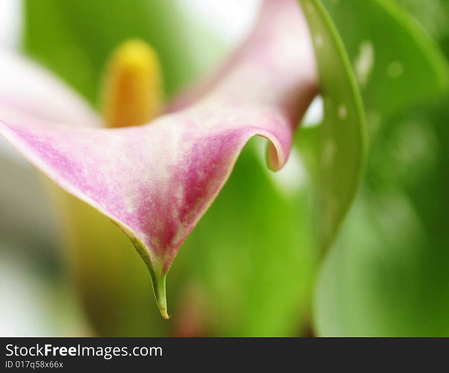 Macro flower of cala on a colore background