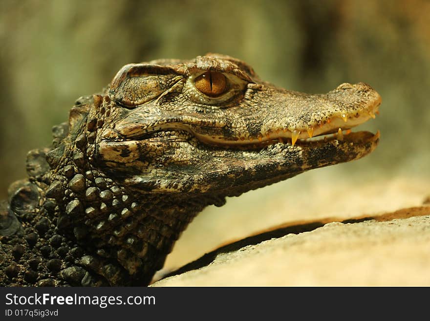 Closeup of head of crocodile