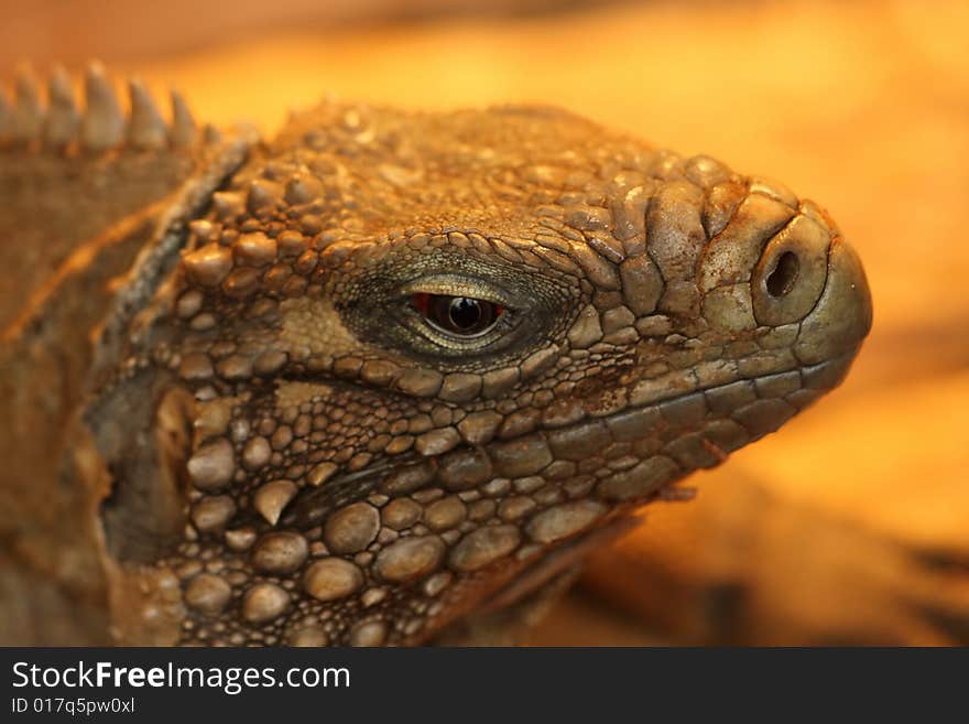 Closeup of head of iguana