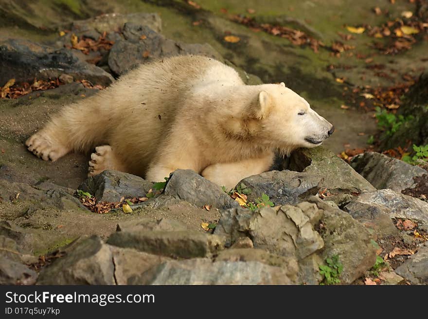 Young tired polar bear from ZOO Ostrava