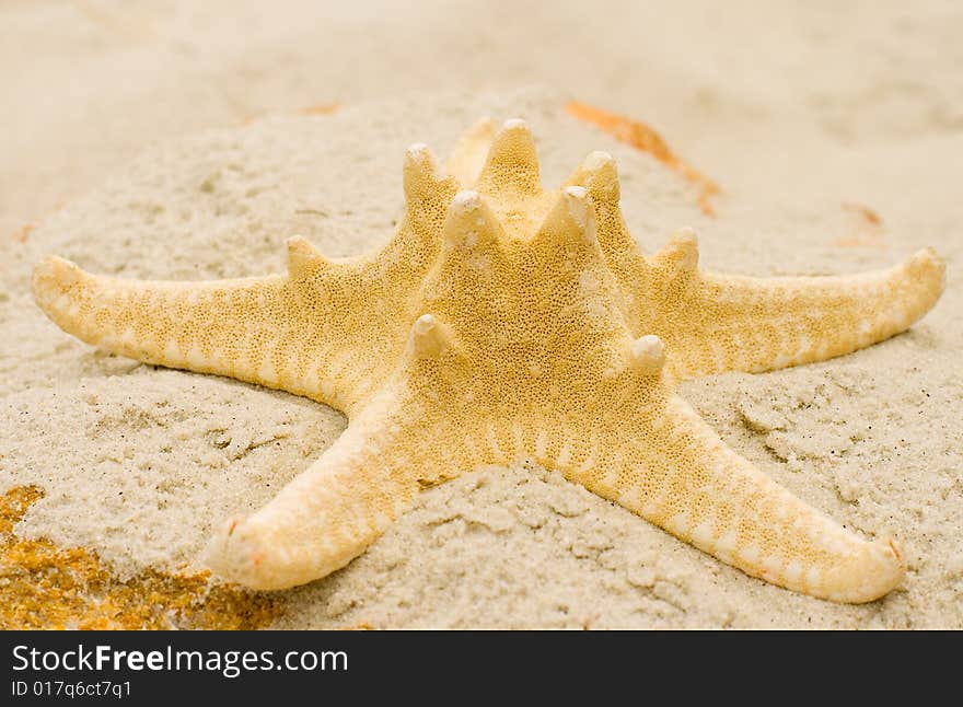 Starfish on sand