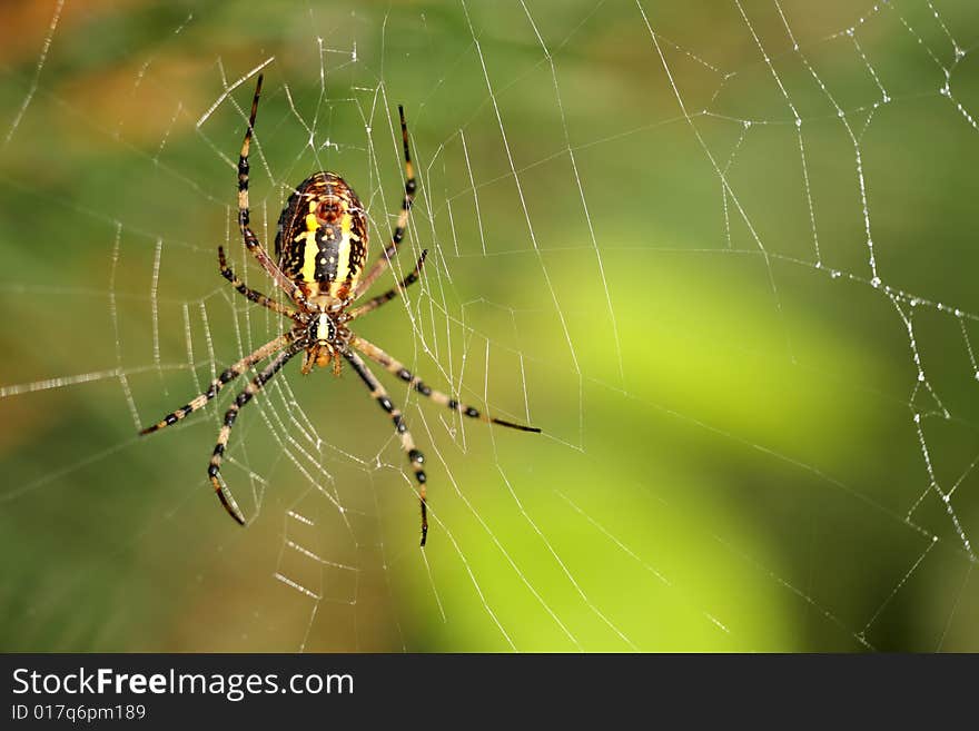 Close-up of large colored spider