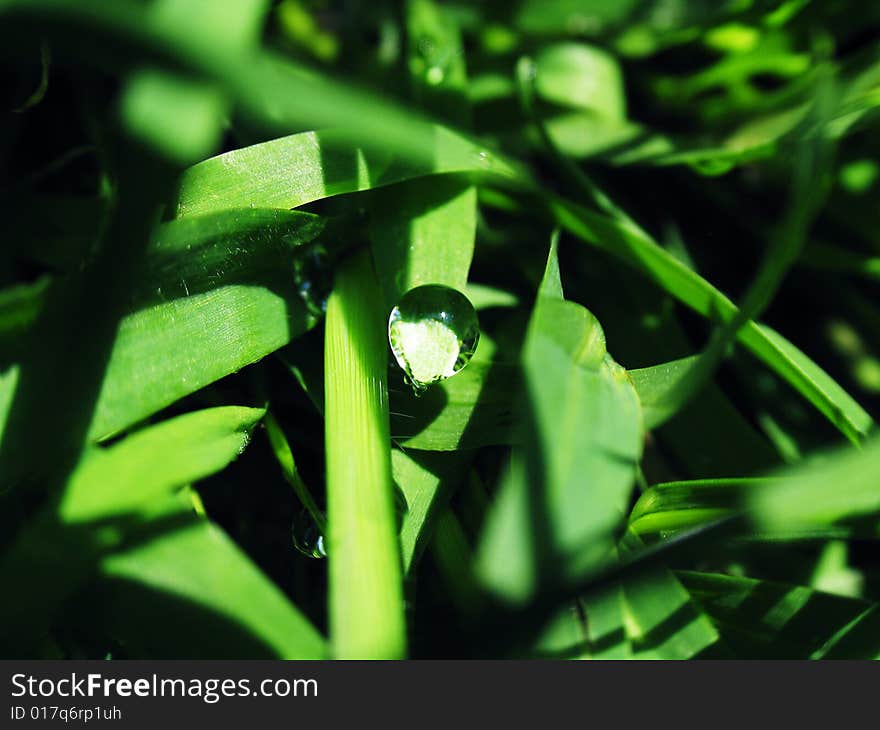 Drop of dew on a green grass