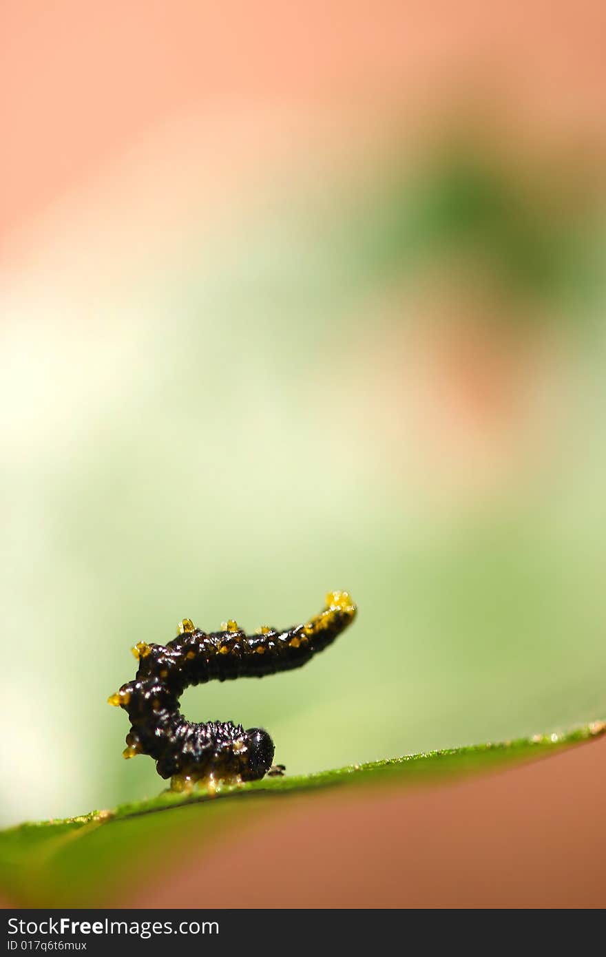 Close-up of cute caterpillar. Close-up of cute caterpillar