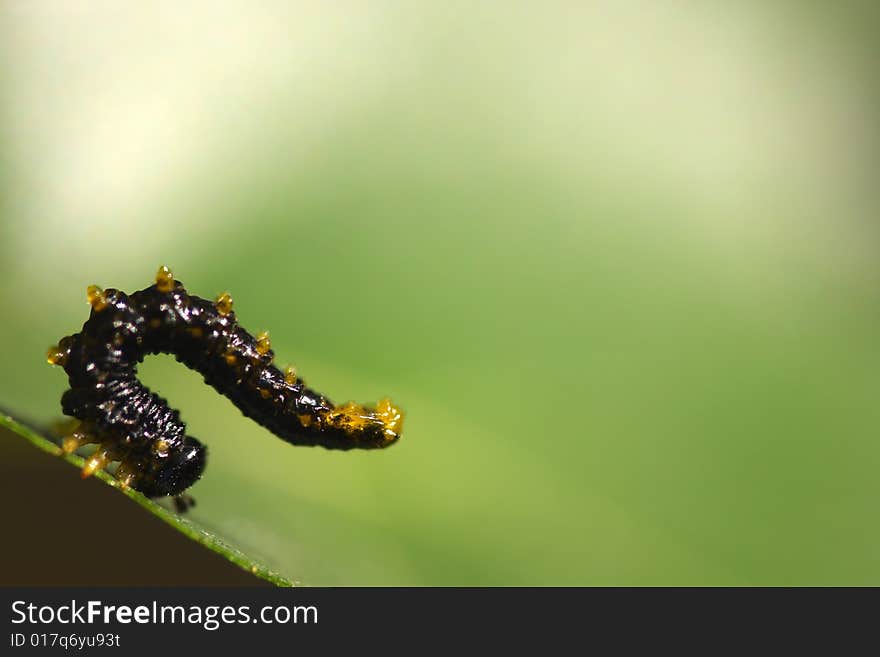 Athletic Caterpillar