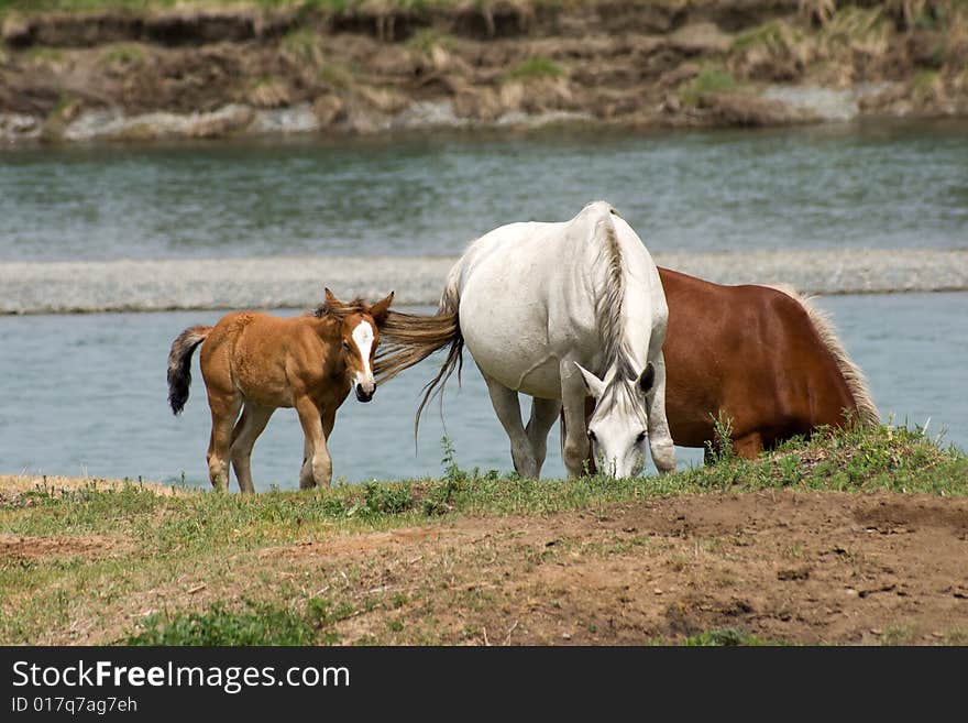 Horses In The Watering Place