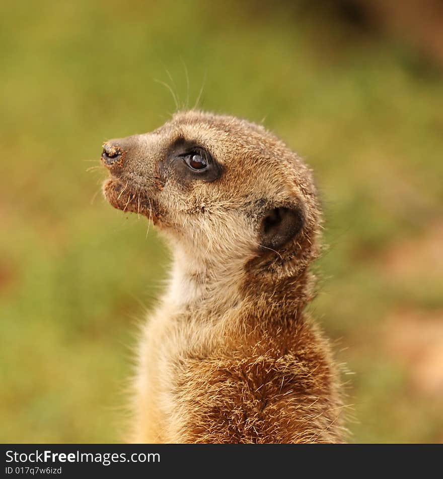 Surprised cute meerkat (Suricata suricatta). Surprised cute meerkat (Suricata suricatta)