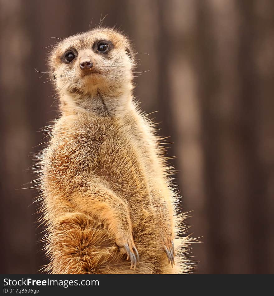 Surprised cute meerkat (Suricata suricatta). Surprised cute meerkat (Suricata suricatta)