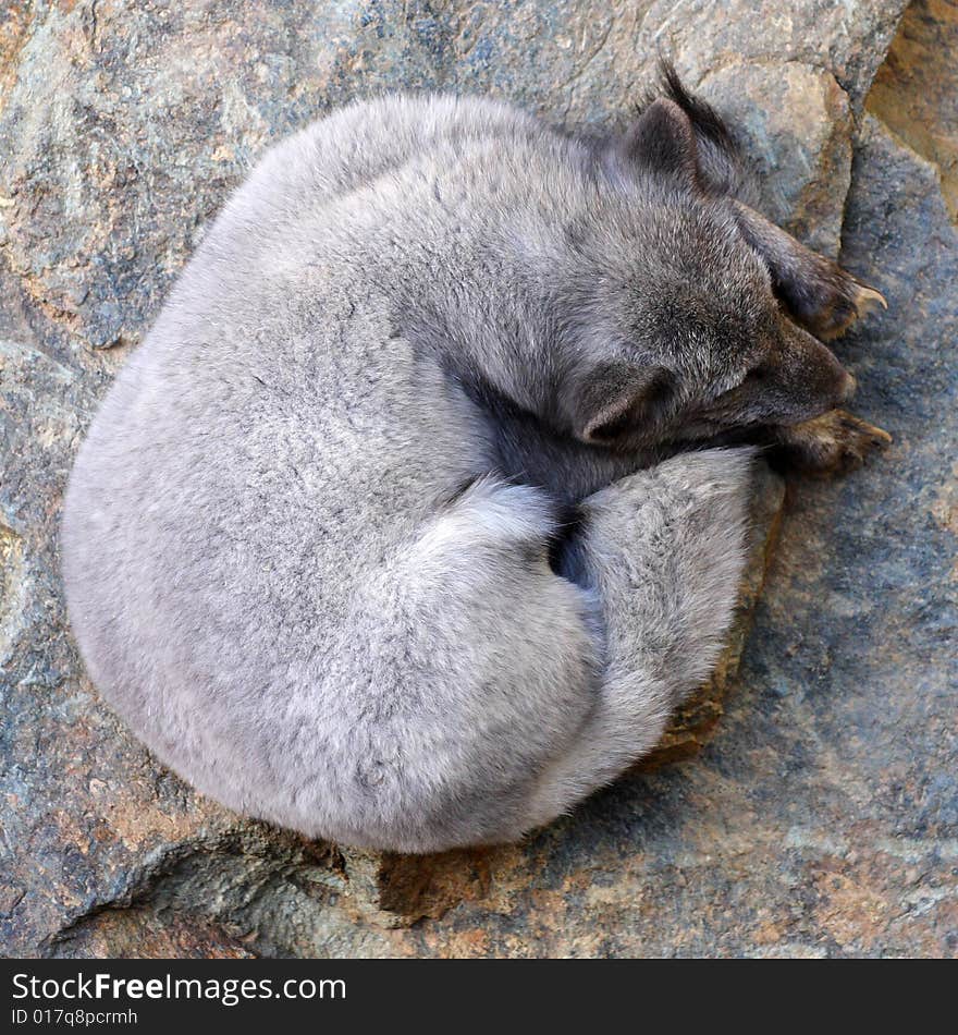 Sleeping polar fox from ZOO Ostrava