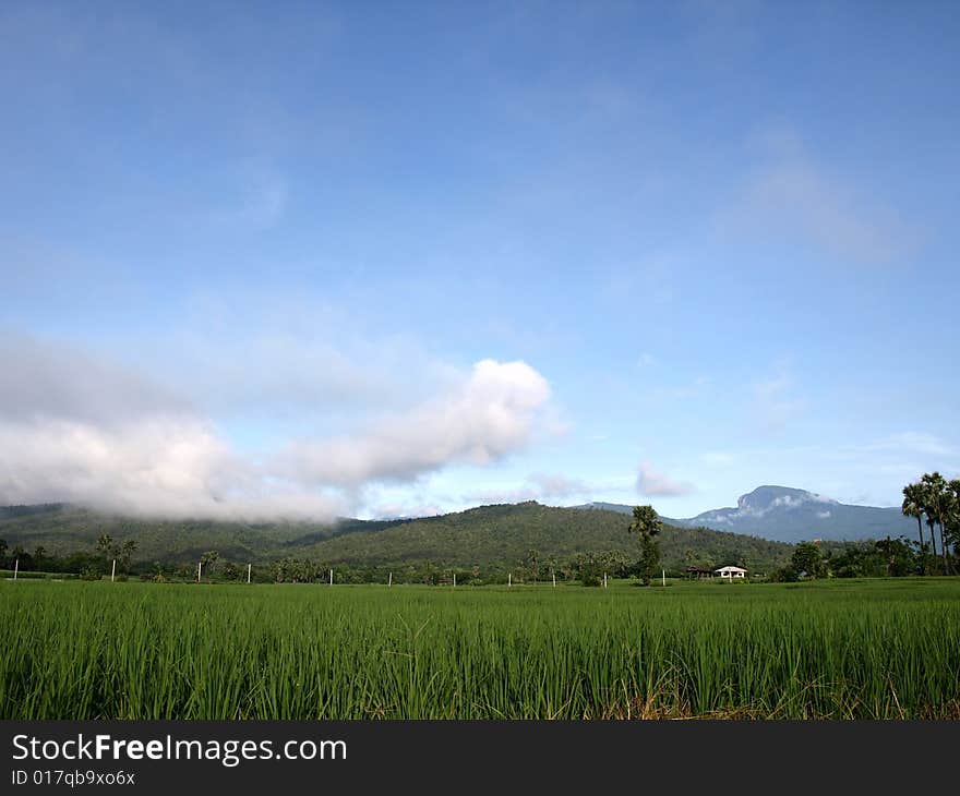 Paddy field