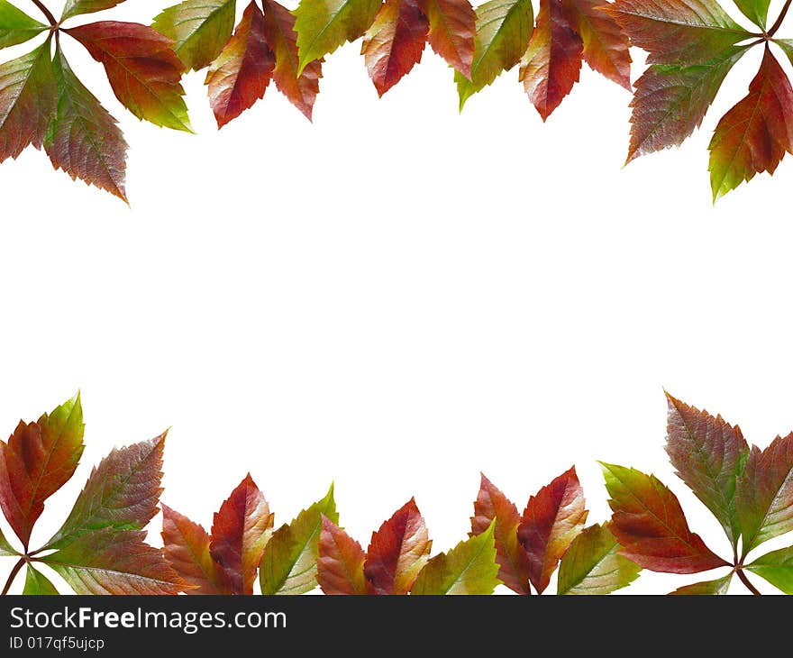 The framework is made of autumn leaves of a ivy. The framework is made of autumn leaves of a ivy