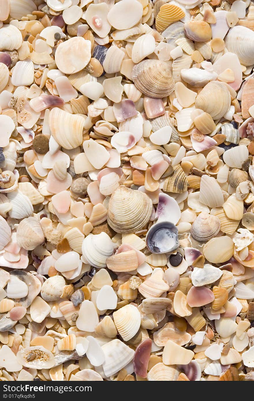 Sea theme: abstract background of sea shells