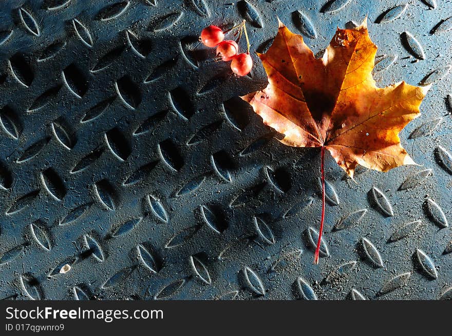 Maple leaf and hawthorn berries