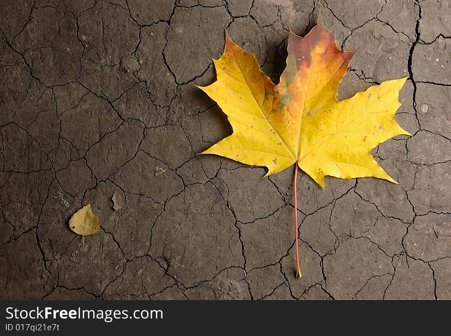 Maple leaf. The cracked soil.